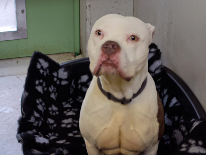 Die Augen der Hunde leuchten – herzlichen Dank für die Geschenke der Weihnachtswunschliste 2024