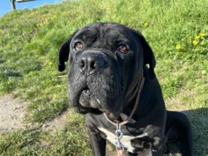 Cane Corso, Tierschutz, Vermittlung