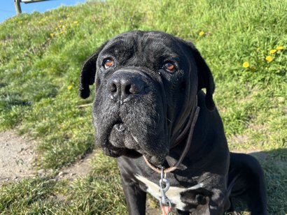 Cane Corso, Tierschutz, Vermittlung